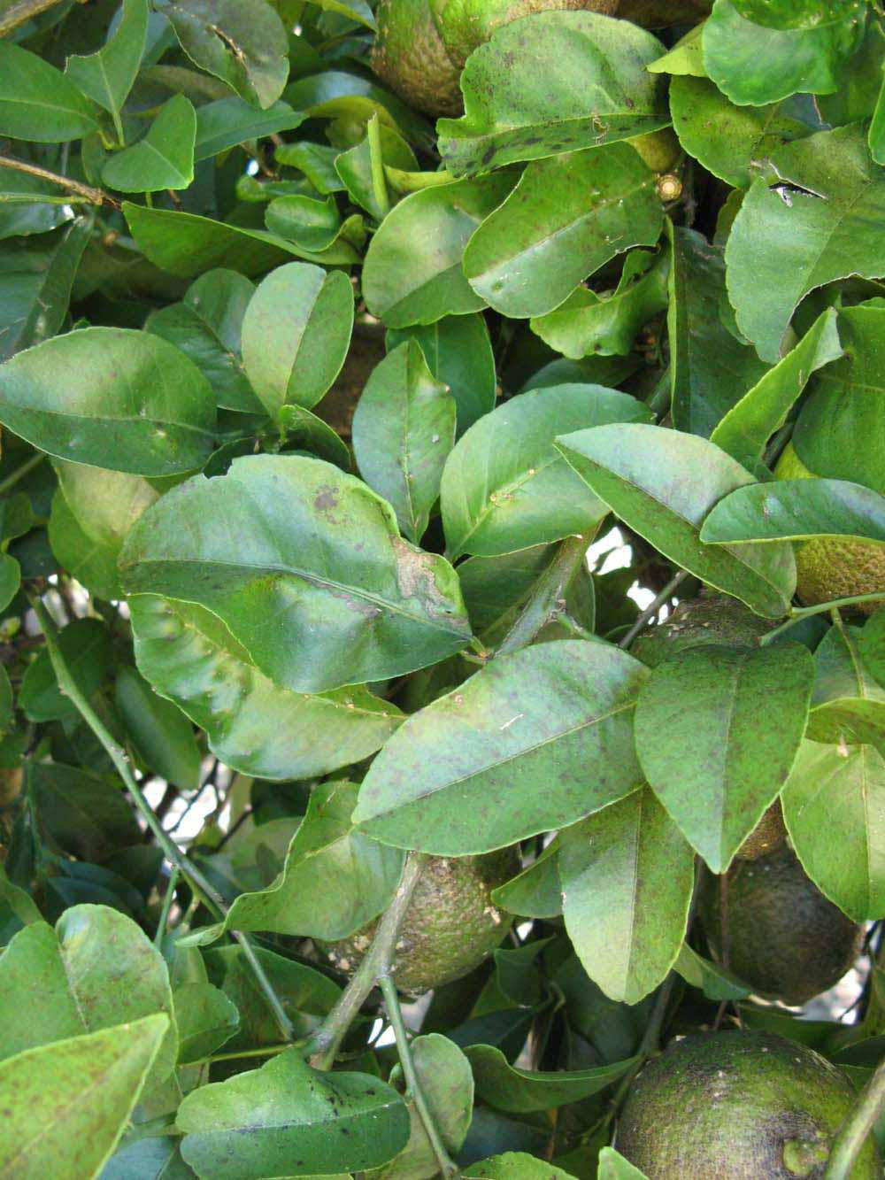              Shade leaves (Winter Haven, FL)       